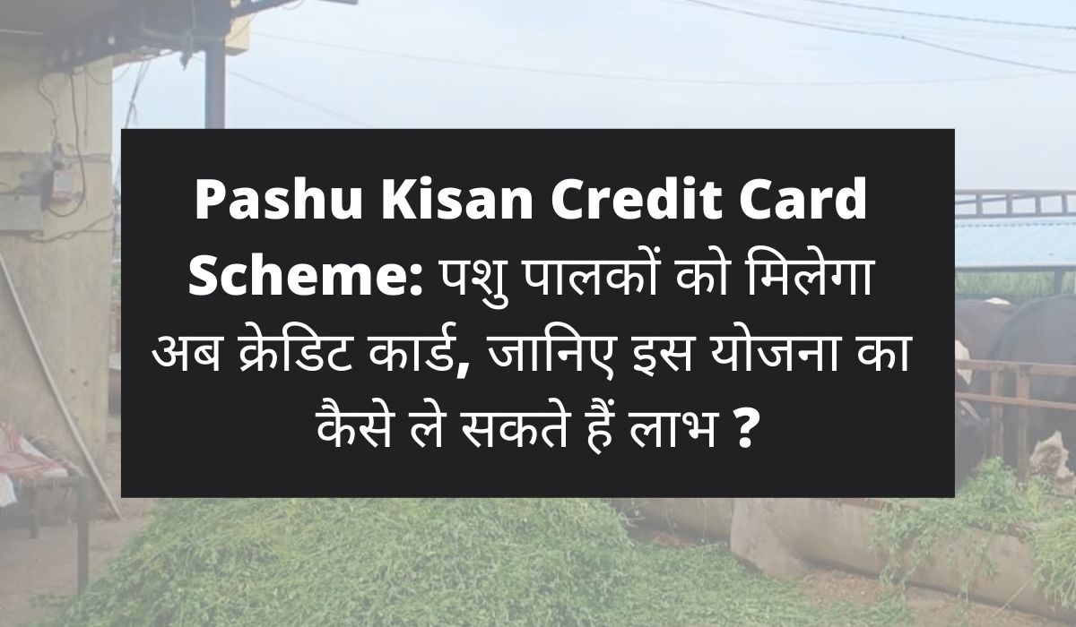 Pashu Kisan Credit Card Scheme: पशु पालकों को मिलेगा अब क्रेडिट कार्ड, जानिए इस योजना का कैसे ले सकते हैं लाभ ?